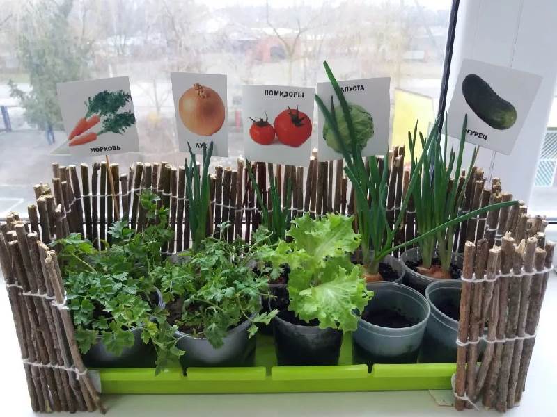 Условия для выращивания растений дома