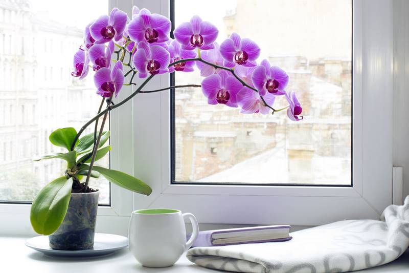 Веские причины пересадки орхидеи
